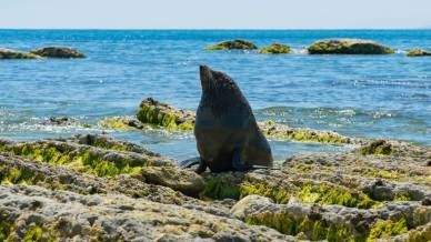In Inghilterra c’è una spiaggia dove si possono ammirare le foche