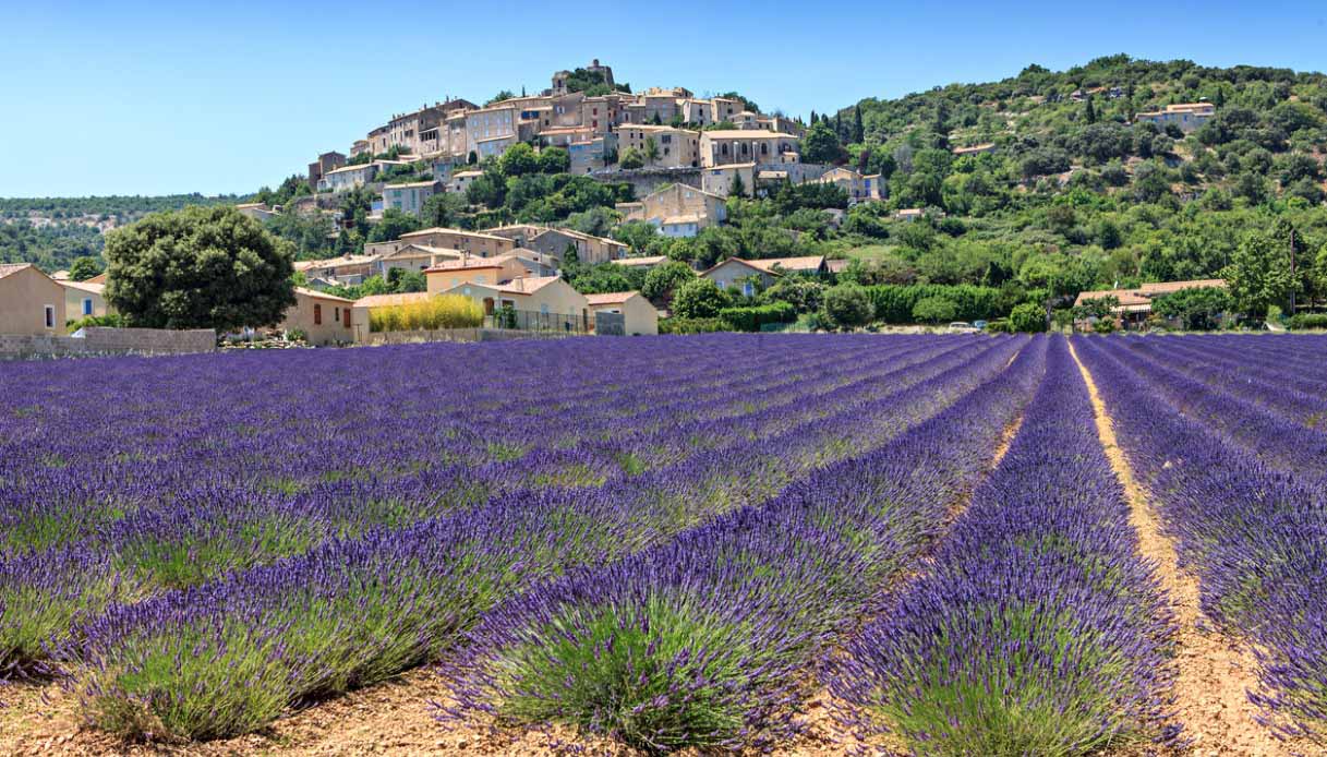 I campi di lavanda a Sault