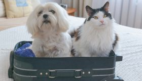 Come viaggiare sicuri con cani e gatti
