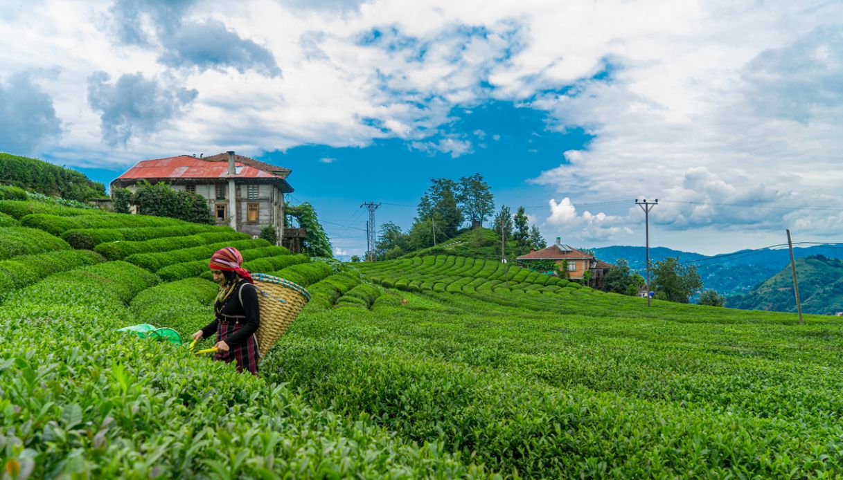 Piantagione di tè a Rize