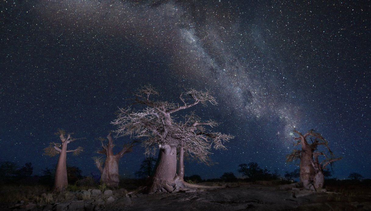 Babobab nei Makgadikgadi Pans