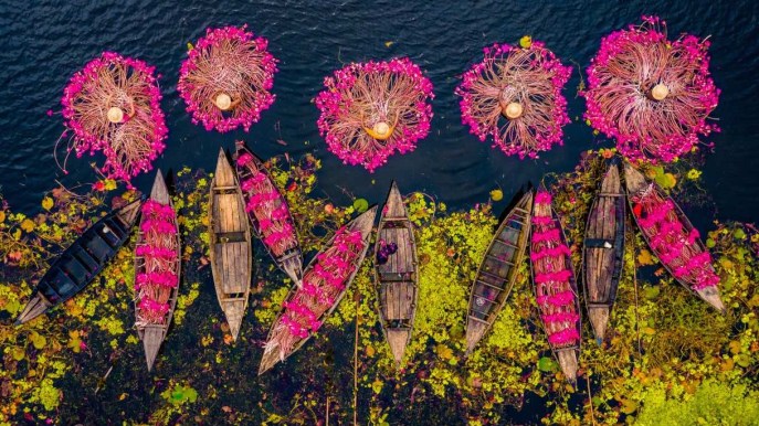 Le foto della raccolta delle ninfee sono un omaggio alla bellezza della natura