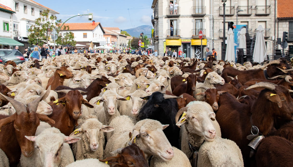 La transumanza attraversa diverse località della Spagna prima di raggiungere Madrid