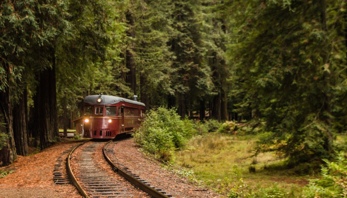 The skunk, treno storico che che attraversa la foresta di sequoie