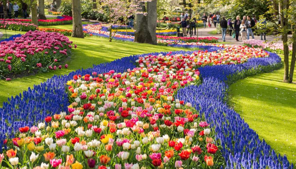 Keukenhof Tulip Gardens