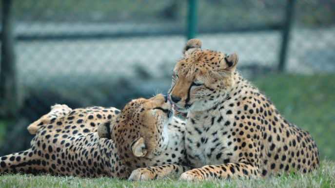 In questo parco gli animali celebrano San Valentino con dolci baci