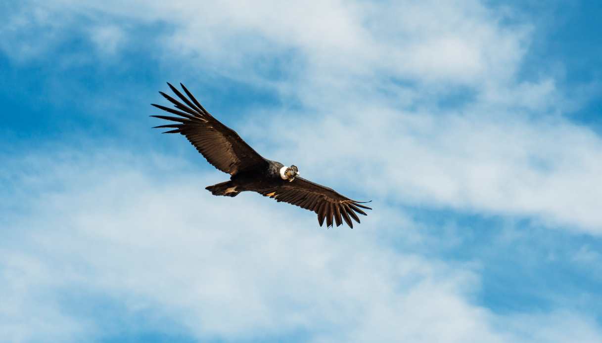 condor andino