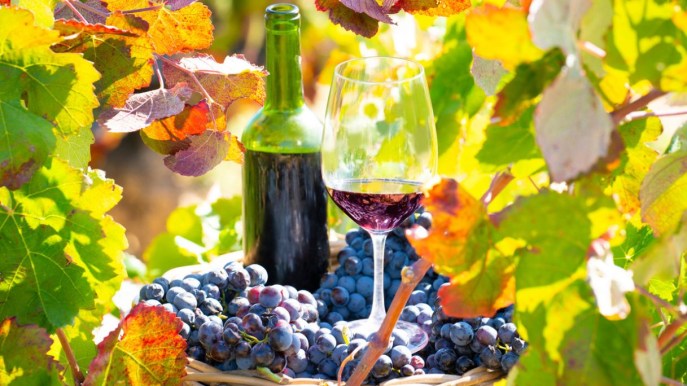 È iniziata la vendemmia: le più belle esperienze da fare nelle vigne quest’anno
