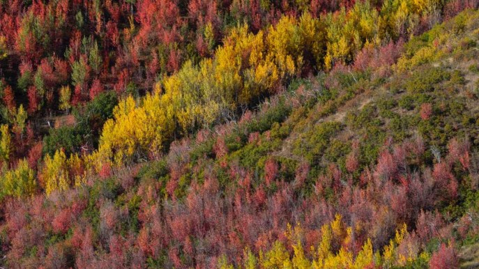 Foliage: gli itinerari a bordo del Trenino Rosso