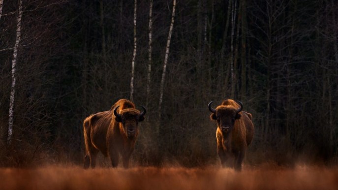 La Foresta di Białowieża, alla scoperta dell’oasi dei bisonti