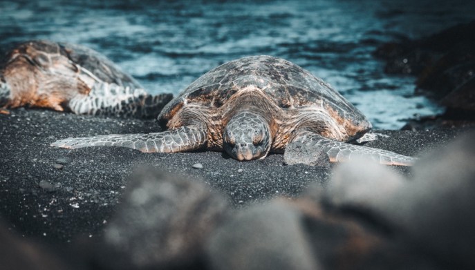 Tartaruga Hawaii