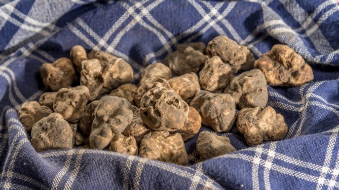 Dove si trova il tartufo in Italia? I luoghi migliori per organizzare una caccia