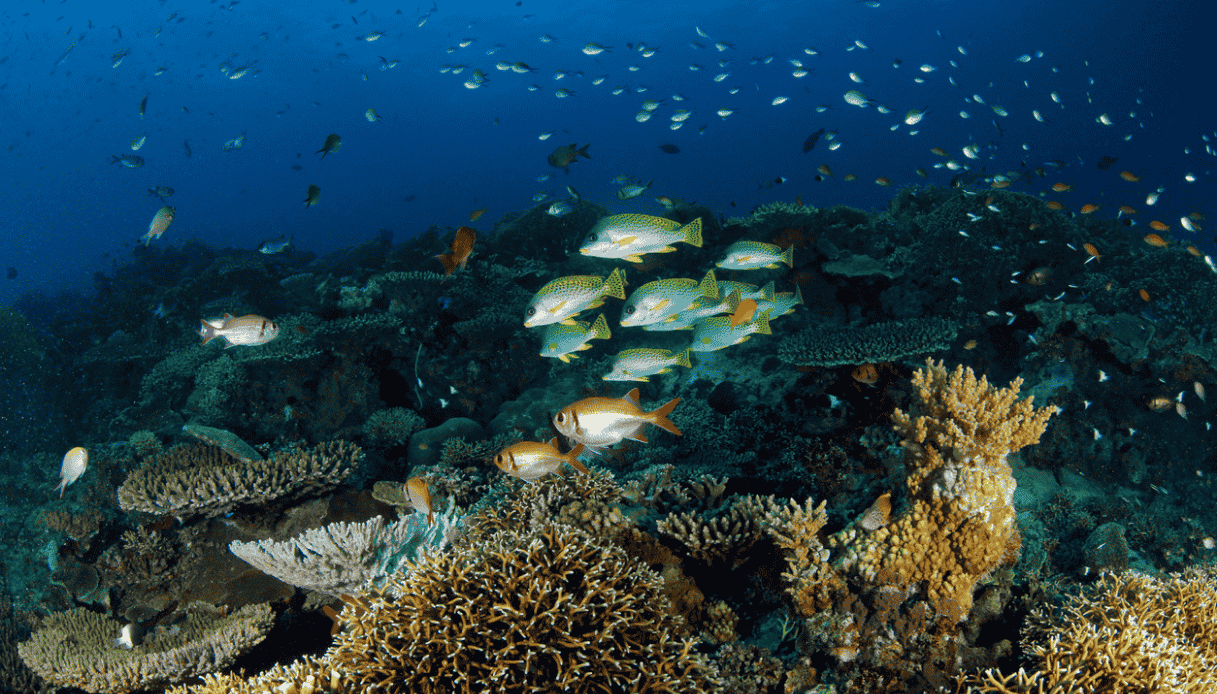 Fare immersioni tra i coralli di Mafia Island