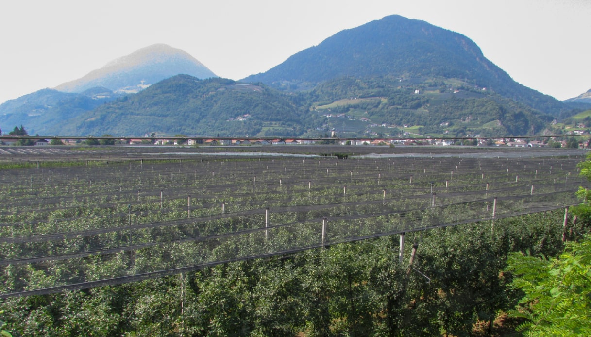 Piantagione di mele a Lana