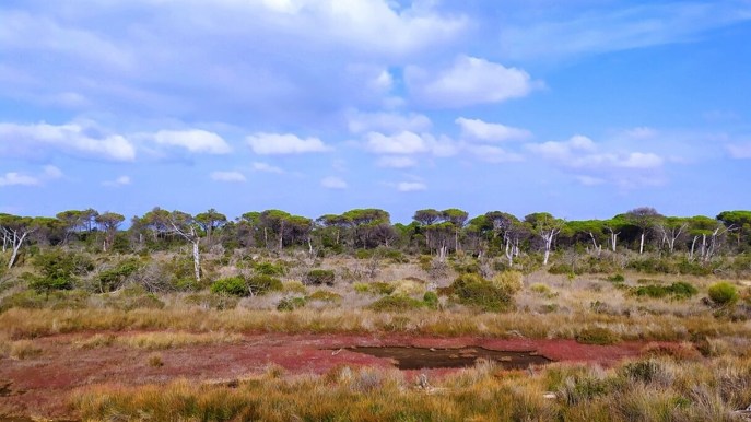 Bocca d’Ombrone, l’acqua dolce incontra il mare nel Parco della Maremma