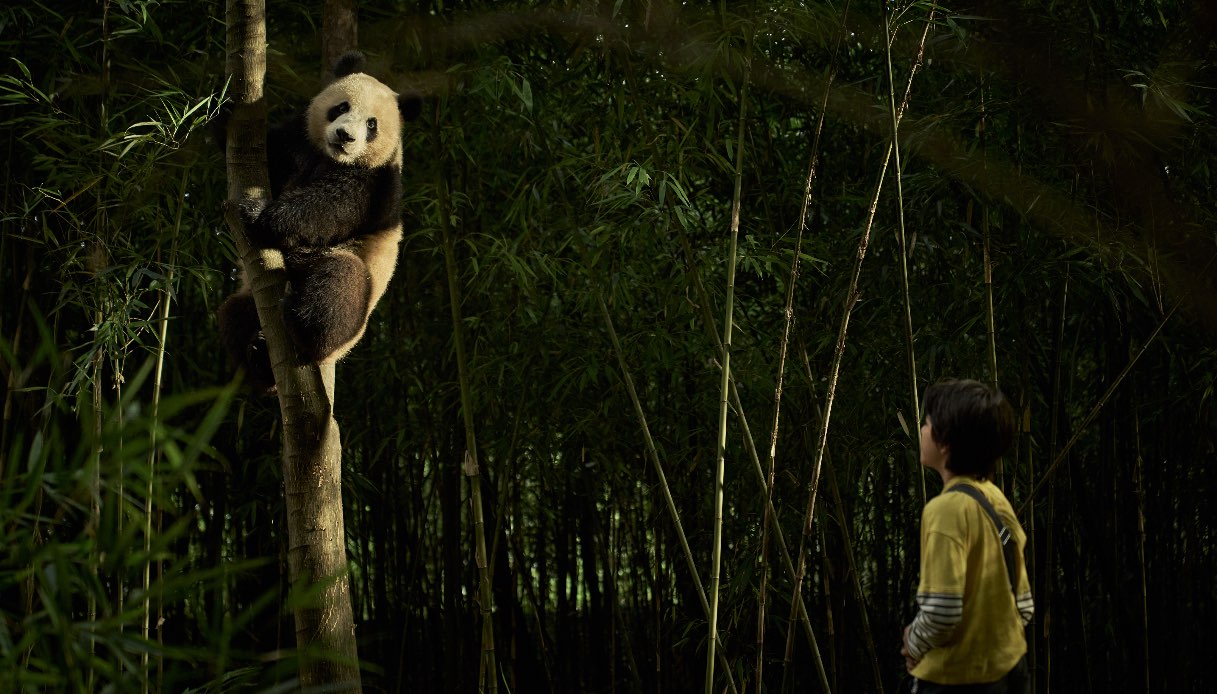 panda in Cina