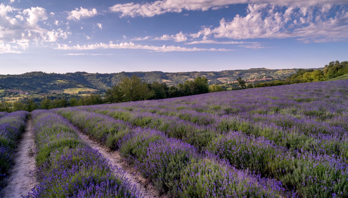 Campo lavanda sale San Giovanni