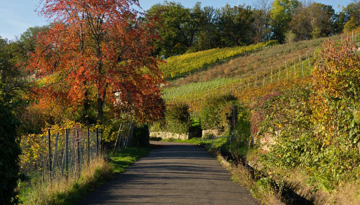 Sentiero tra i vigneti del Feuerbach Tal a Stoccarda