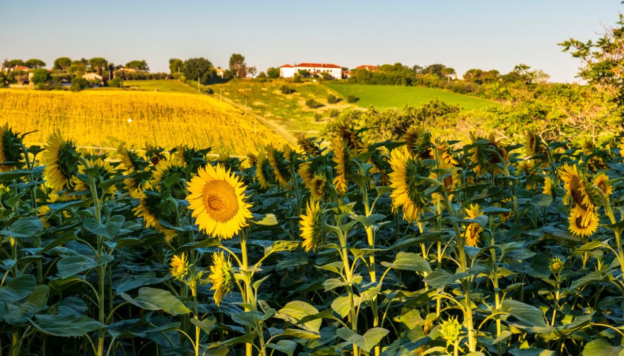 Girasoli nelle Marche