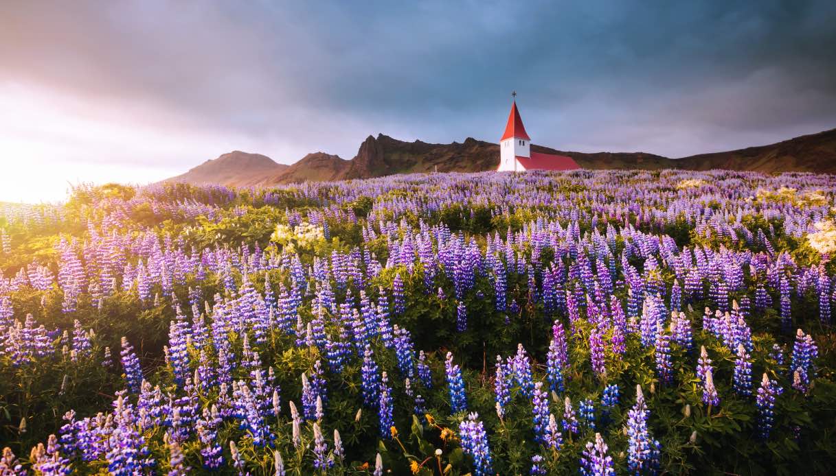 Lupini Islanda