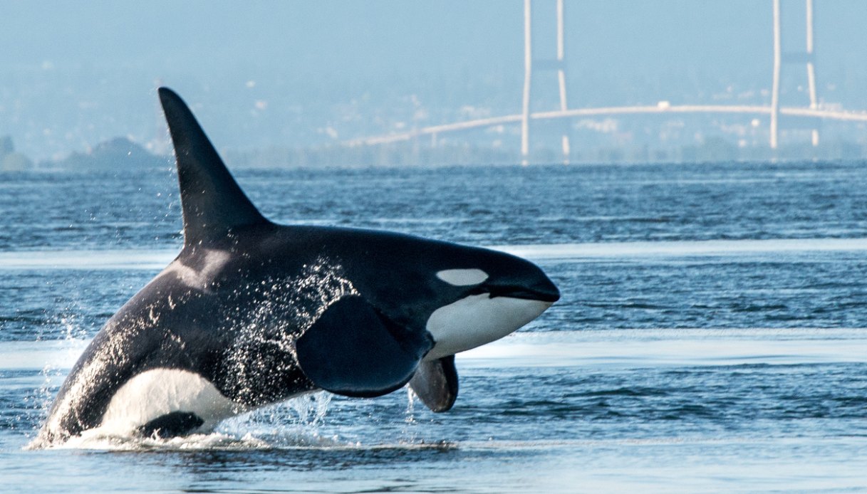 orca vancouver harbour