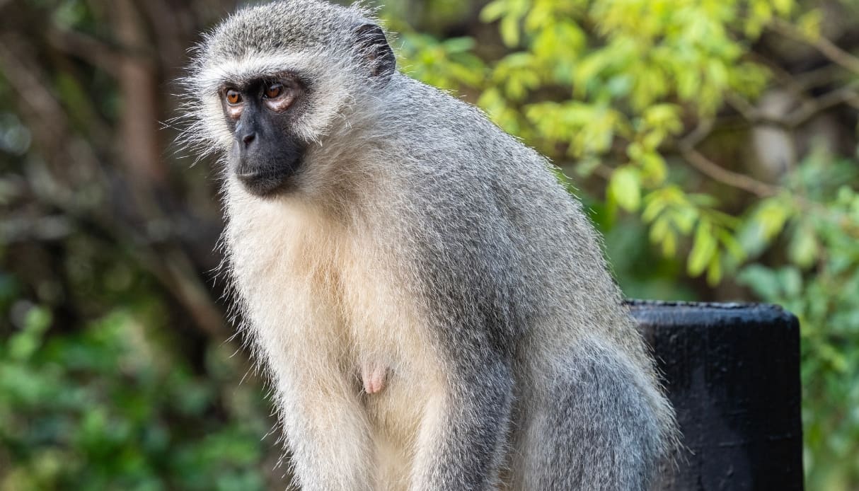 animali all'interno del Blyde River Canyon