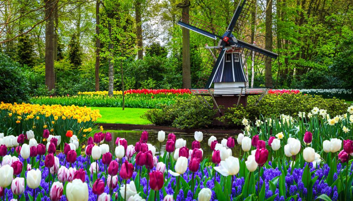 Tulipani Olanda