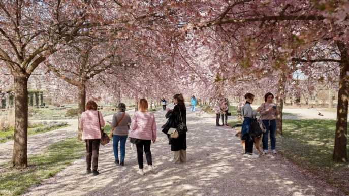 Tutti pazzi per la fioritura dei ciliegi alla Reggia di Venaria: si passa al numero chiuso