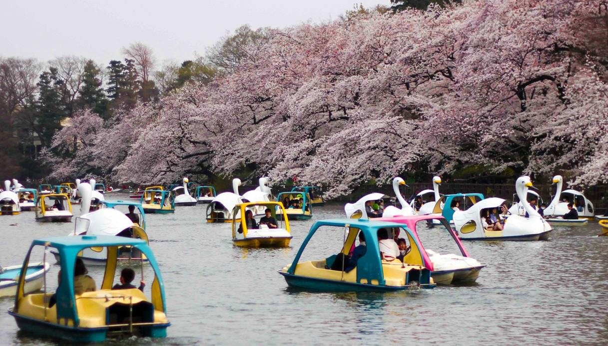 Barche-cigno al Lago di Inokashira, Tokyo