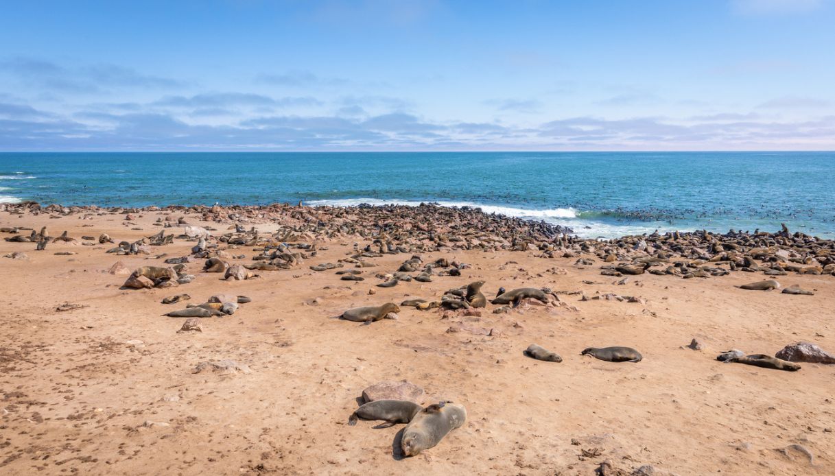 Otarie a Cape Cross, Namibia