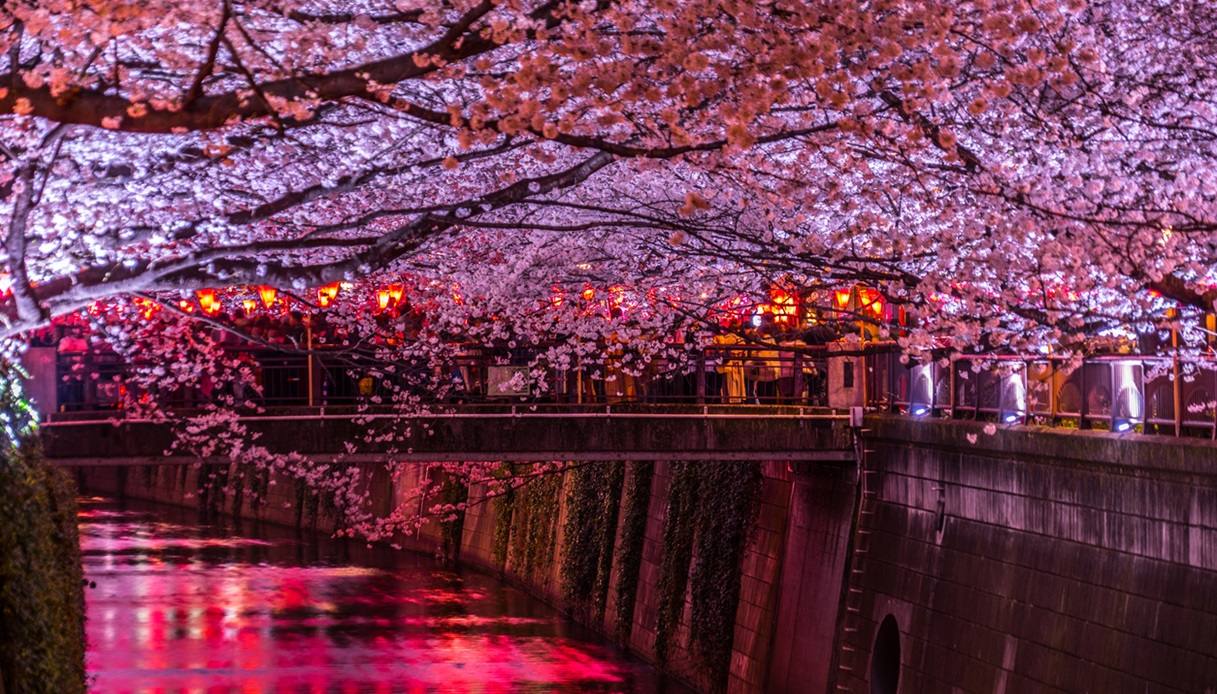 Fiume Meguro con gli splendidi ciliegi in fiore a Tokyo