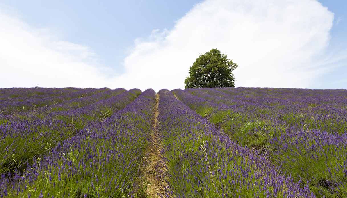 campo-lavanda-Monferrato
