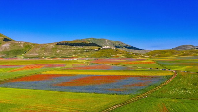 la fioritura delle lenticchie a Castelluccio di Norcia