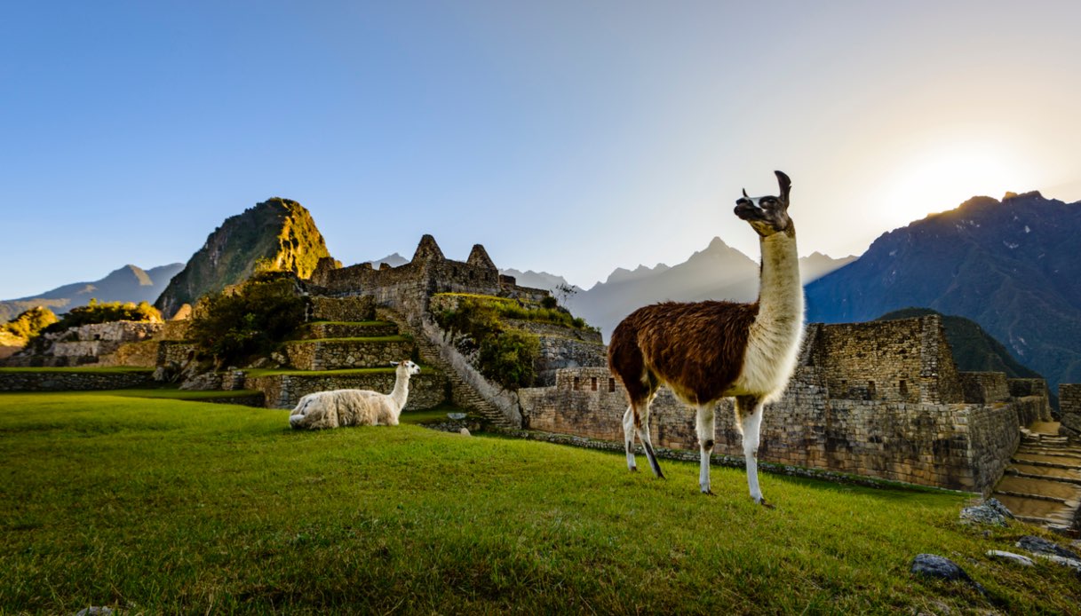 Lama a Machu Picchu