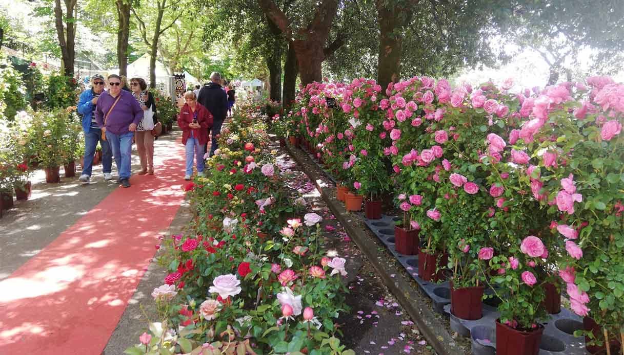 passeggiando-tra-le-rose