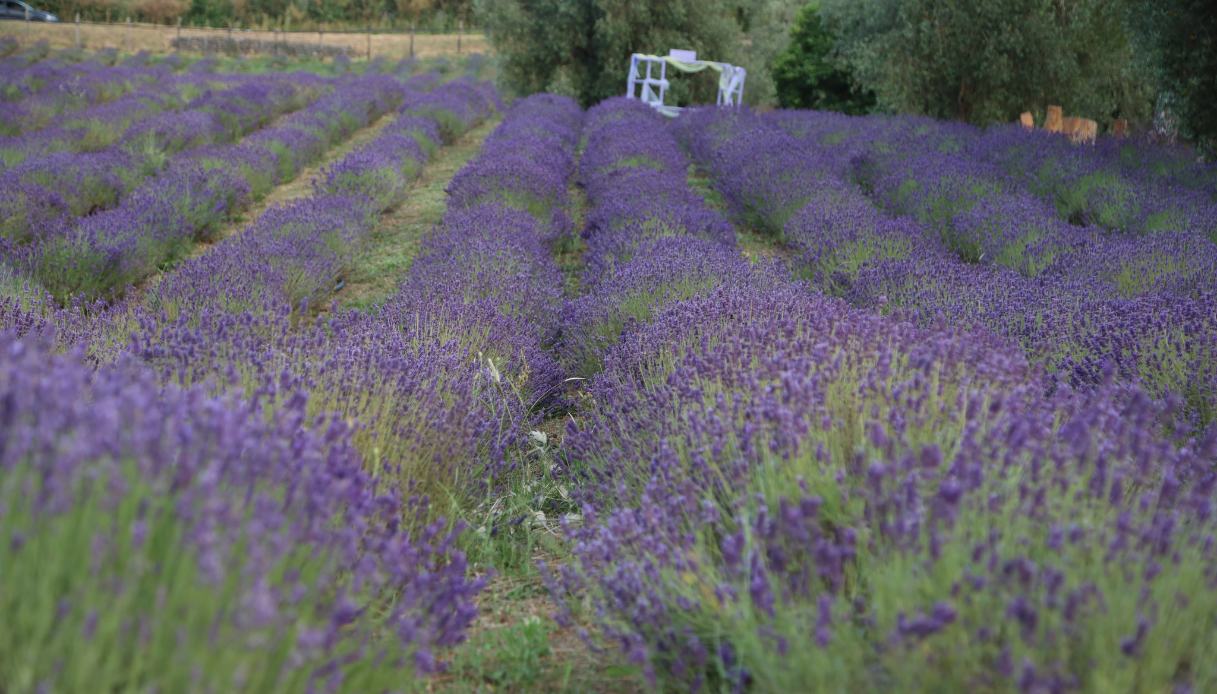 Cilento, Lavanda
