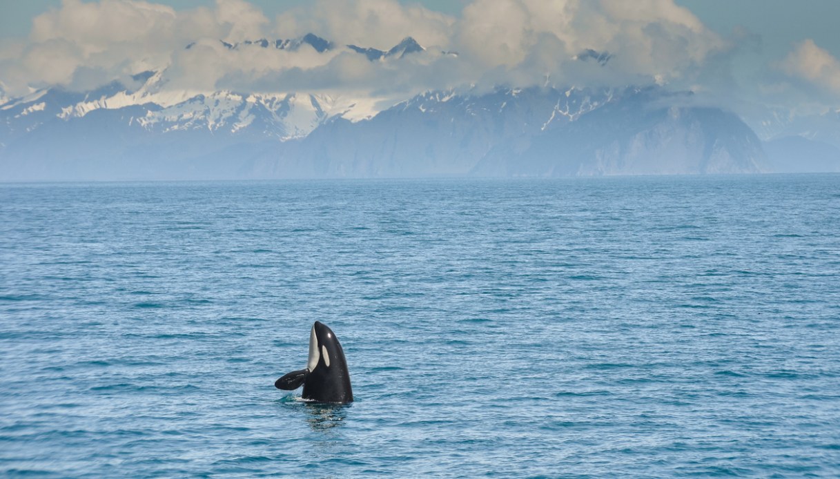 Kenai Fjords NP
