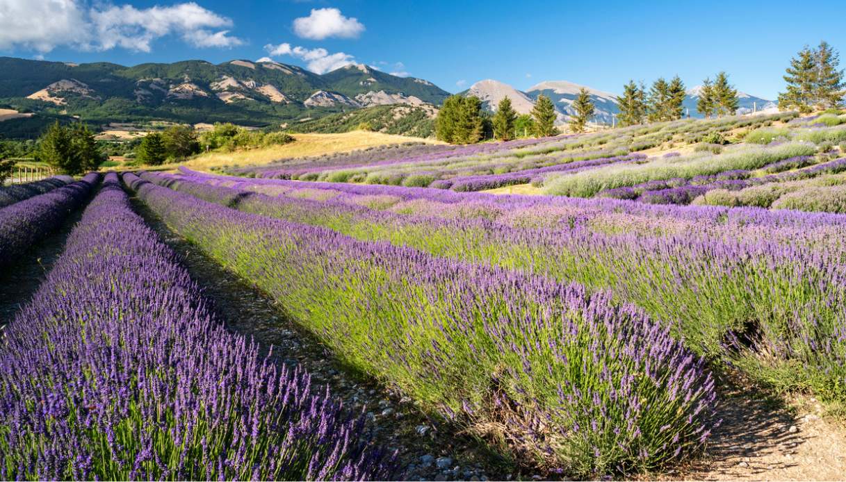 Parco della Lavanda di Campotenese, Calabria