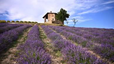 Lavanda in fiore, i migliori luoghi d’Italia per ammirare spettacoli viola da sogno