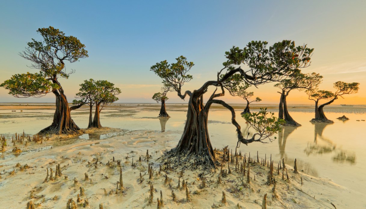 alberi danzanti sumba