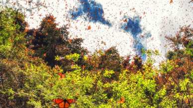 La foresta magica in Messico dove ogni anno il cielo si dipinge di nero e arancione