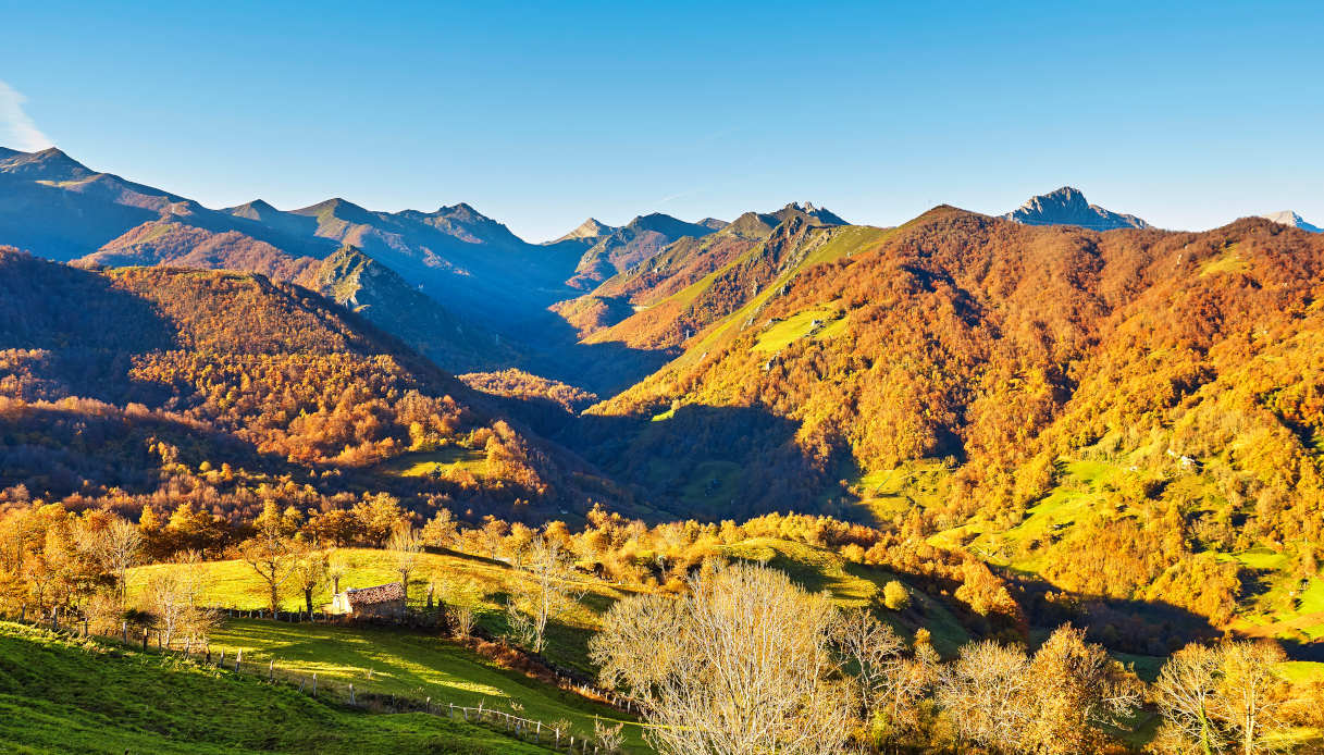 Valgrande Beech Forest