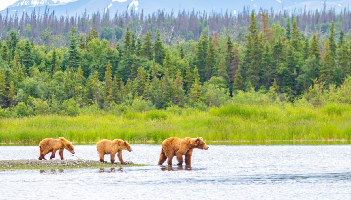 katmai np