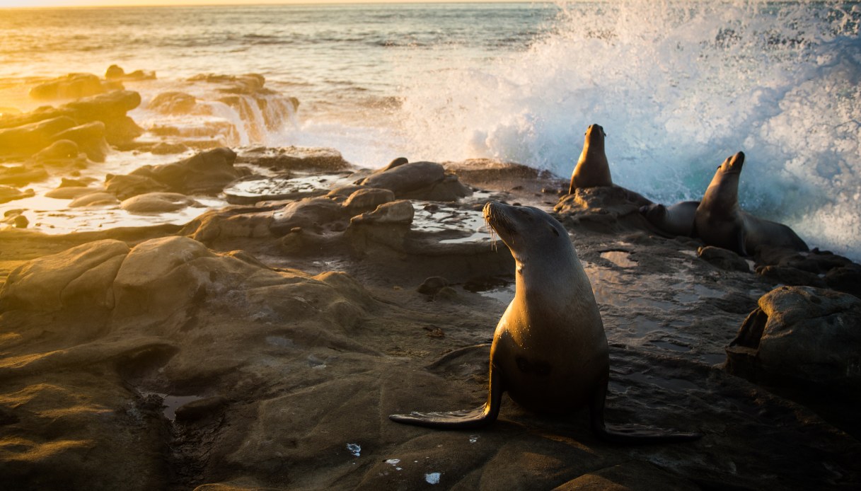 Leoni marini a La Jolla, California