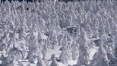 Gli Juhyou, i mostri di neve sul Monte Zao in Giappone sono in pericolo