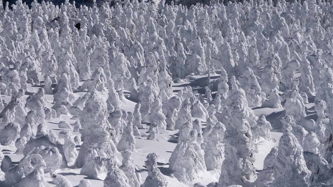Gli Juhyou, i mostri di neve sul Monte Zao in Giappone sono in pericolo