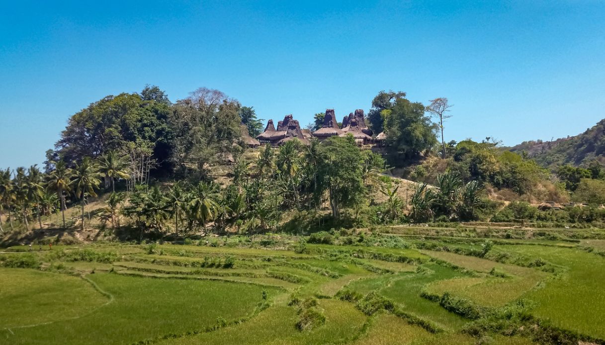 risaia sumba