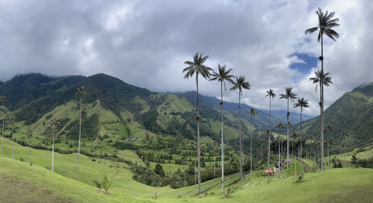 palme altissime e vallata